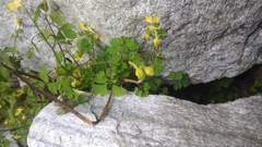 Corydalis filiformis