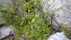 Corydalis filiformis