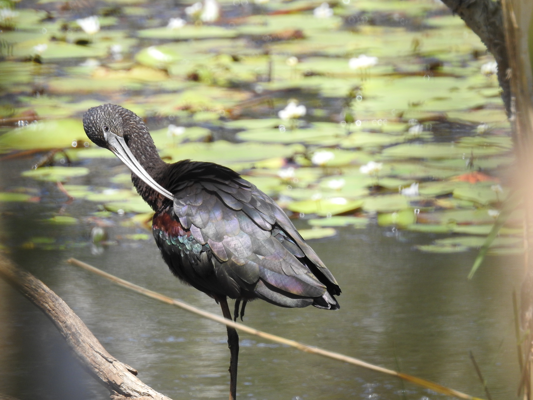 Glossy Ibis