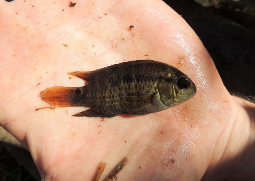 Port cichlid (Cichlasoma portalegrense) — Cichlidae — 2