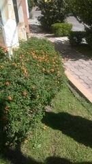 Lantana camara
