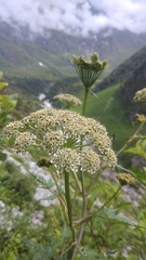 Ligusticopsis wallichiana