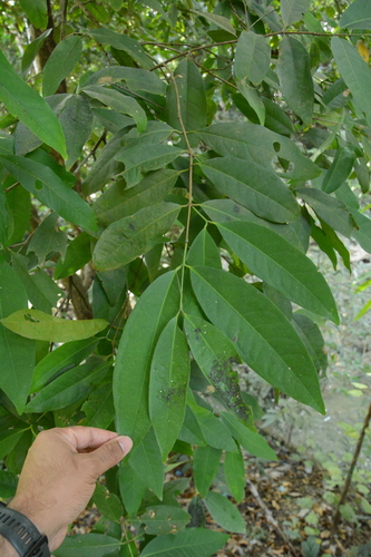 Lidded Cleistocalyx (Syzygium nervosum)