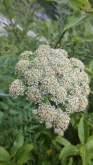 Ligusticopsis wallichiana