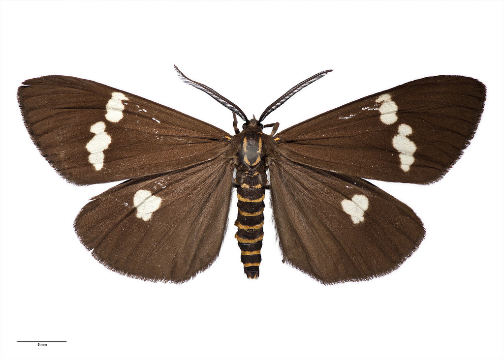 New Zealand Magpie Moth