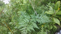 Ligusticopsis wallichiana