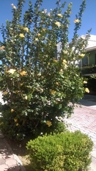 Magnoliopsida