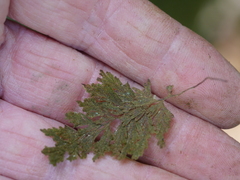 Hymenophyllum frankliniae