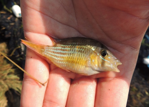 Stripefin eartheater (Gymnogeophagus rhabdotus) — Cichlidae — 3