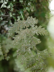 Hymenophyllum frankliniae