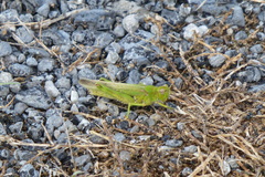 Epacromius tergestinus