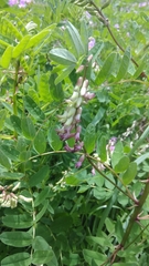 Astragalus chlorostachys