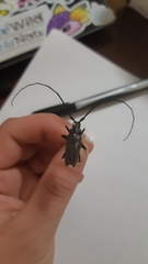 Monochamus scutellatus