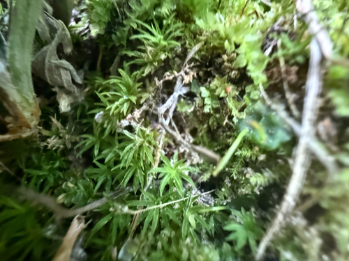 Carolina hornwort (Phaeoceros carolinianus)