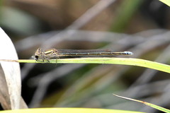 Pseudagrion draconis