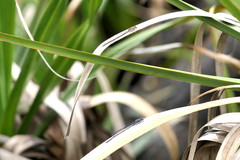 Pseudagrion draconis
