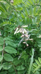 Astragalus chlorostachys