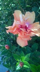 Hibiscus rosa-sinensis