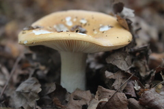 Russula fellea
