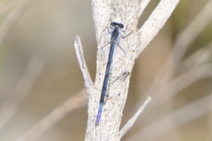 Pseudagrion draconis