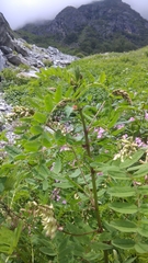 Astragalus chlorostachys
