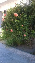 Hibiscus rosa-sinensis