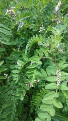 Astragalus chlorostachys