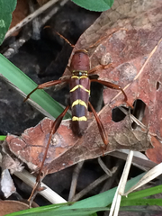 Neoclytus acuminatus acuminatus