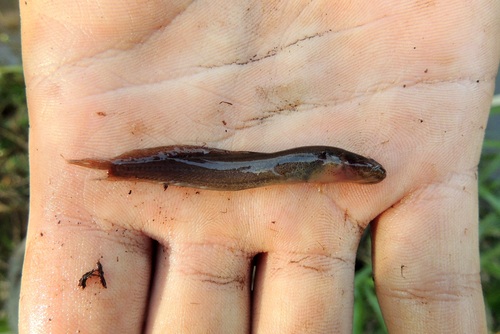 Heptapterus sympterygium