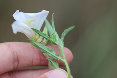 Oenothera kunthiana