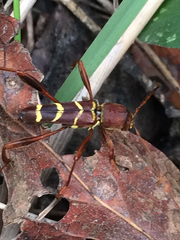 Neoclytus acuminatus acuminatus