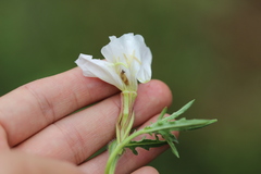 Oenothera kunthiana