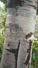 Betula alnoides
