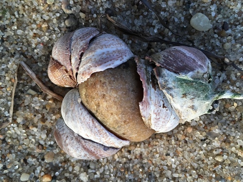 Common Atlantic Slippersnail