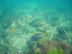 Meuschenia flavolineata