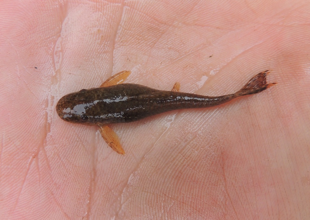Hisonotus laevior
