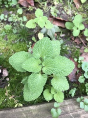 Lamium purpureum
