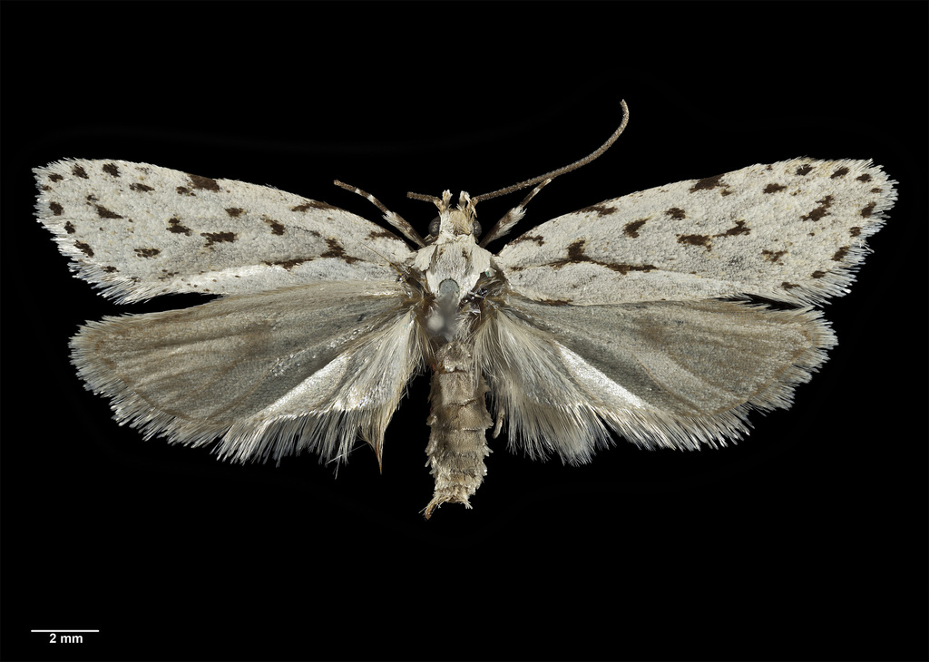 Izatha heroica
