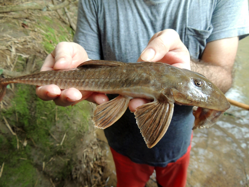 Spoonlip whiptail catfish (Loricariichthys anus) — Loricariidae — 2
