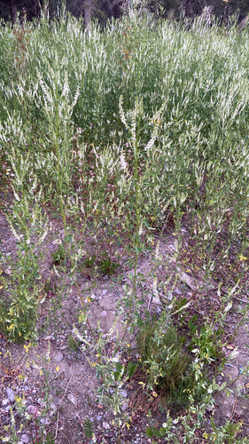 White Sweetclover