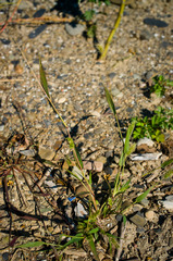 Setaria viridis viridis