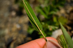 Setaria viridis viridis