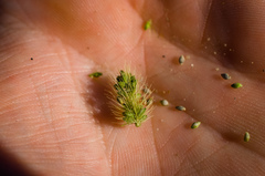 Setaria viridis viridis