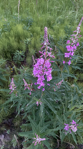 fireweed