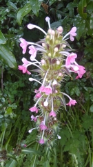 Morina longifolia