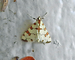 Conchylodes octonalis