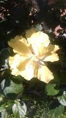 Hibiscus rosa-sinensis