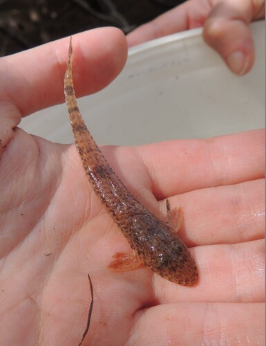 Whiptail catfish (Rineloricaria strigilata) — Loricariidae