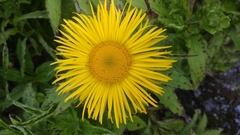 Pentanema orientale