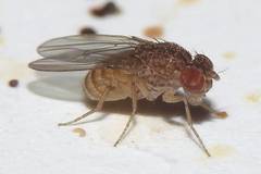 Drosophila repleta